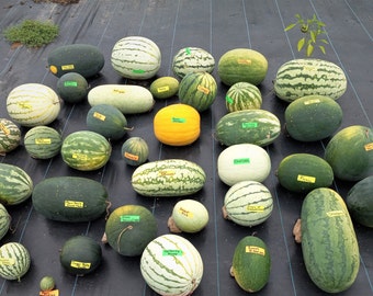 Seeds Bee Blooming Mixed Specialty Mini Melon Seeds – Easy To Grow – Combo S/H-1036333