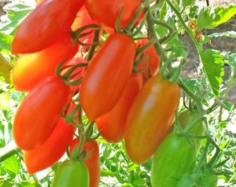 Mini San Marzano Tomato Seeds