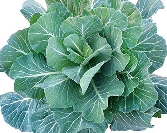 Collard Greens- 200 Seeds (Georgia Southern)
