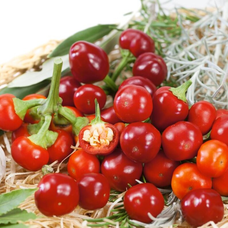 Hot Cherry Bomb Pepper Seeds Etsy