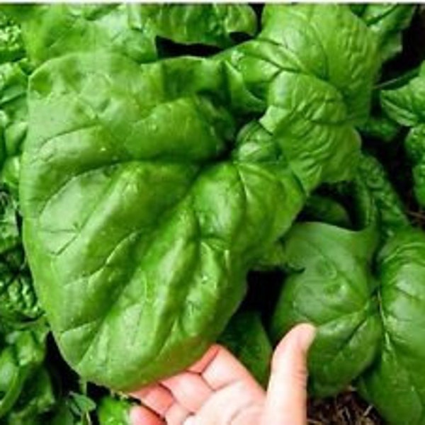 Giant Noble Spinach Seeds