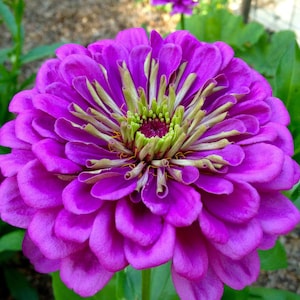 Giant Lavender Gem Zinnia Seeds - Huge Beautiful Blooms