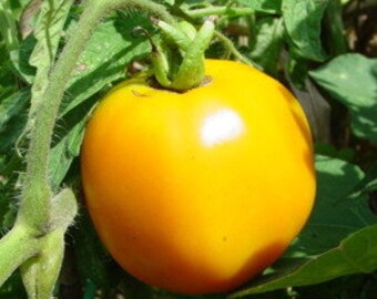 Moonglow Tomato Seeds