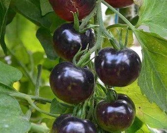 Blueberries Tomato Seeds