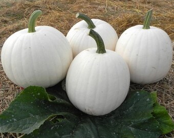 Red Warty Thing Pumpkin Seeds - Etsy