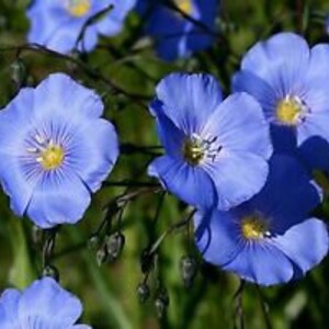 Blue Flax Seeds - Beautiful Blue Color