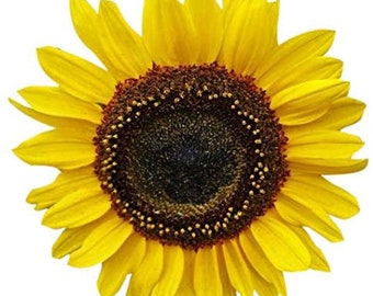 Domino Sunflower Seeds