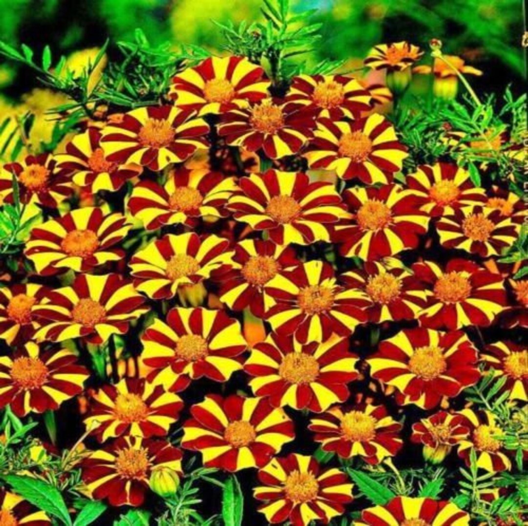 Jolly Jester Marigold Seeds Etsy