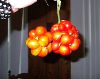 Heirloom! Traveler&#39;s Tomato Seeds