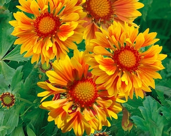 Blanket Flower Seeds (Yellow with Orange Center)