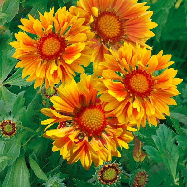 Blanket Flower Seeds (Yellow with Orange Center)