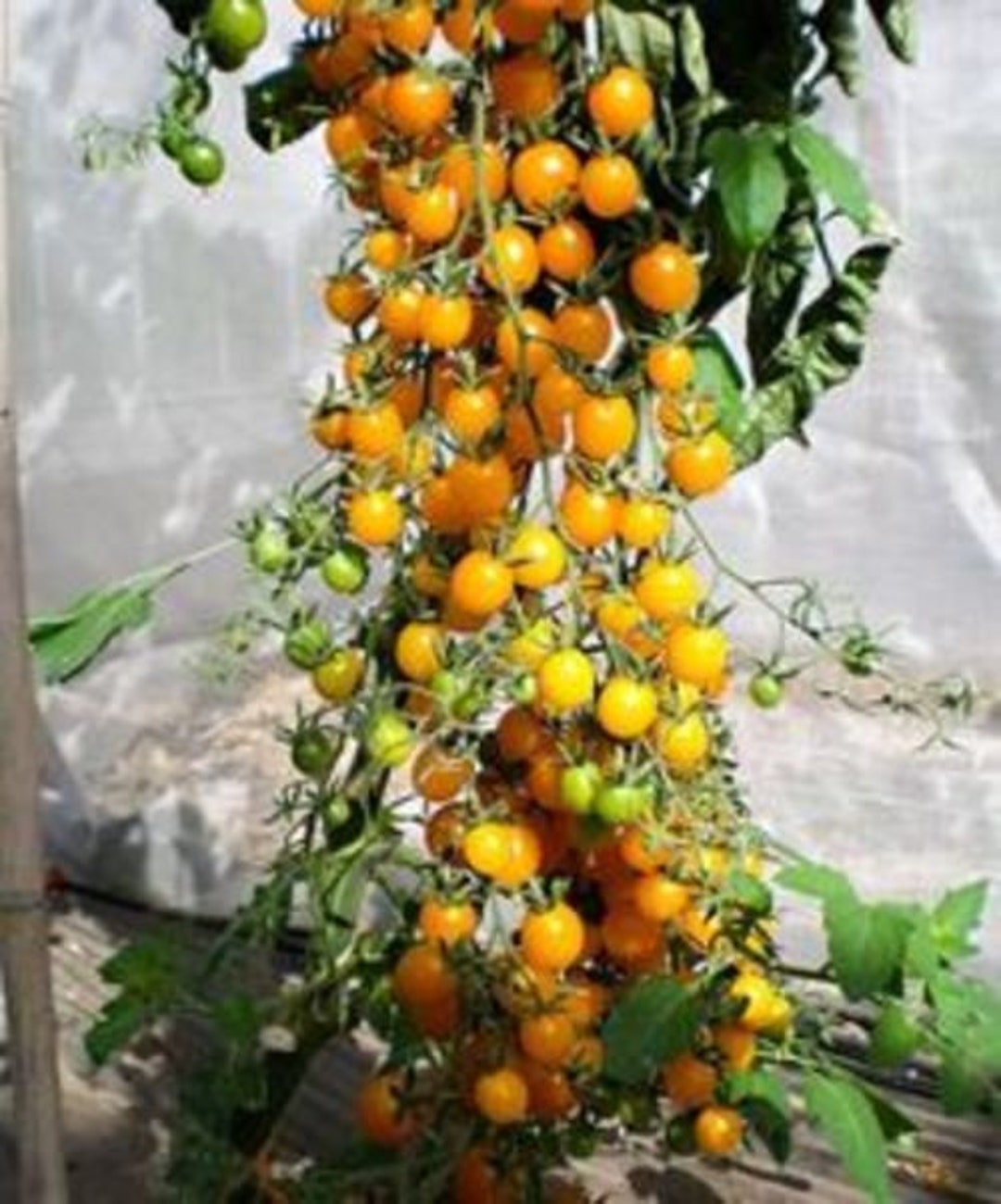 Galapagos Wild Tomato loads of Fruit Etsy