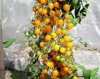 Galapagos Wild Tomato (Loads Of Fruit)