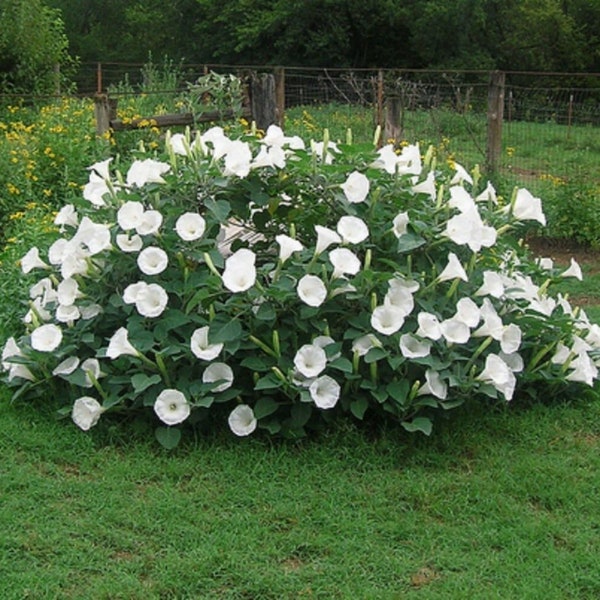 Moonflower Bush - 15 Seeds