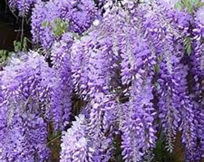 Purple Wisteria Vine Seeds 5 Large Seeds Etsy