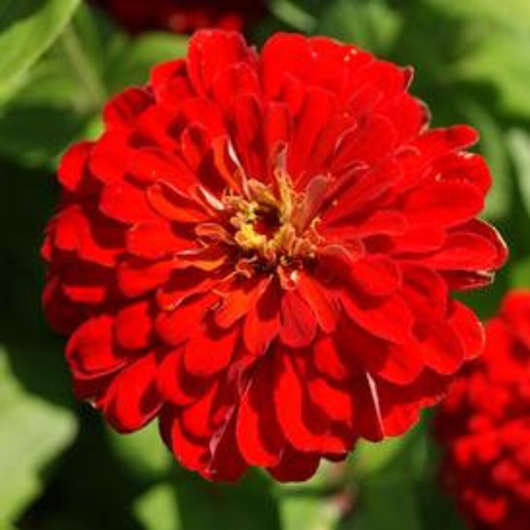 Meteor Zinnia blooms up to 5 Inches Across Etsy