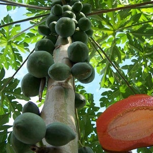 Caribbean Red Papaya Tree Seeds