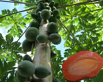 May include: A low-angle shot of a papaya tree with green, unripe papayas growing on the trunk. A halved, ripe papaya with orange flesh and black seeds is visible. The tree's green leaves and a blue sky are in the background.