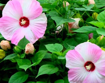 Hardy Luna Pink Swirl Huge Dinner-plate Hibiscus Seeds