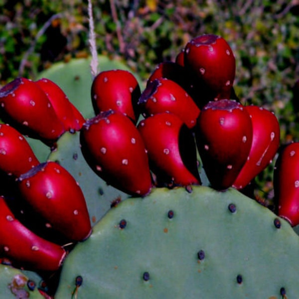 Sweet Red Prickly Pear Cactus Fruit! 10 Seeds! (Indian Fig) Hardy To Zone 4