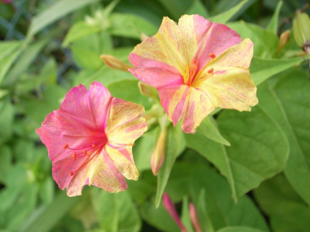 Four O' Clock's kaleidoscope Seeds Beautiful Mixed Etsy