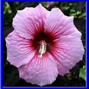 Beautiful Pink Hardy Hibiscus! 10 Seeds