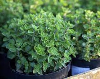 Greek Oregano Seeds