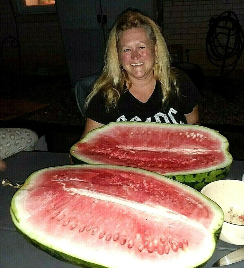 Puede incluir: Dos sand&iacute;as grandes, cortadas por la mitad, con pulpa roja brillante y semillas negras. La sand&iacute;a est&aacute; sobre una mesa con una persona en el fondo.