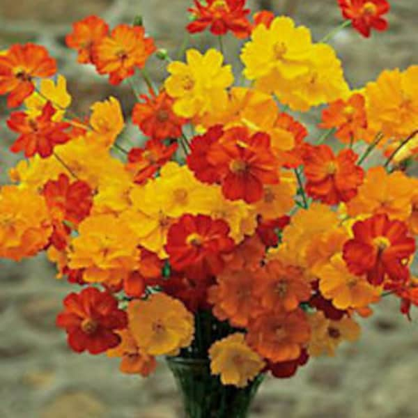 Beautiful 8 Ft Tall Bright Yellow & Orange Cosmos Seeds