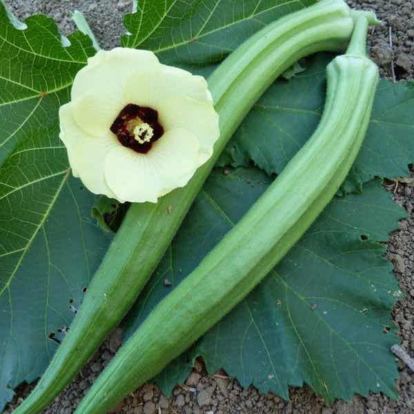 Dwarf Long Pod Green Okra Seeds