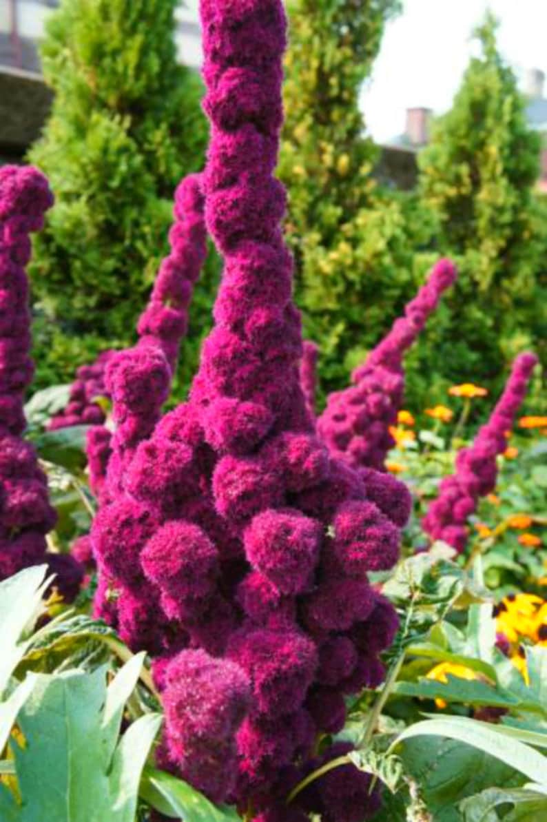 Purple Elephant Head Amaranth Seeds - Etsy