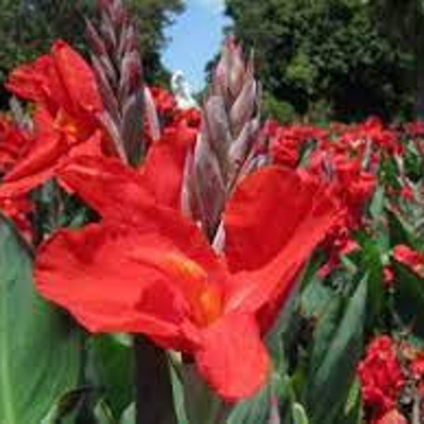 Cabana Canna Lily Seeds