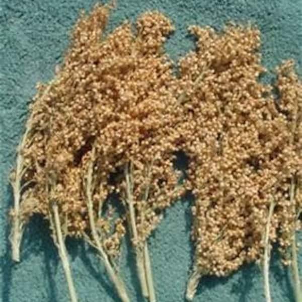 White Broomcorn - 30 - Seeds Great For Making Old Fashion Broom