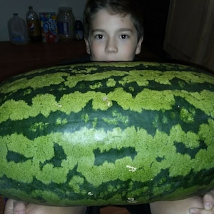 Puede incluir: Una sand&iacute;a grande, verde con rayas verde oscuro. Una persona joven est&aacute; sosteniendo la sand&iacute;a frente a su cara.