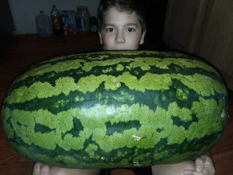 Puede incluir: Una sand&iacute;a grande, verde con rayas verde oscuro. Una persona joven est&aacute; sosteniendo la sand&iacute;a frente a su cara.
