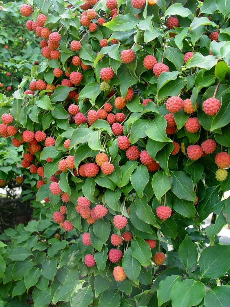Japanese Dogwood Tree Seeds Grows Edible Berries Etsy