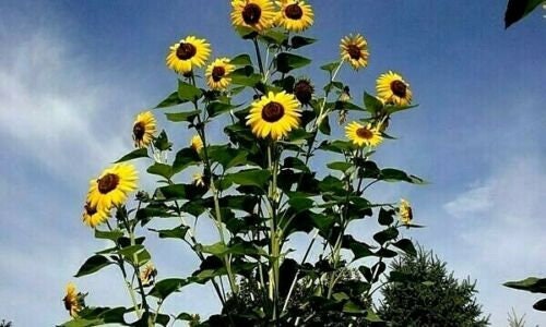 Sunflower #8 (grows Like a Tree) - Etsy