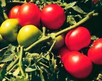 Super Sonic Tomato Seeds