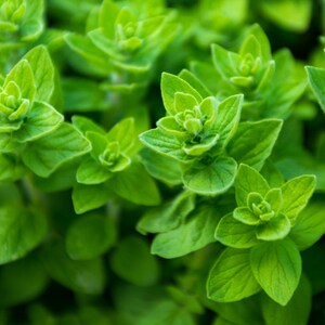 Oregano Seeds- (Origanum vulgare)