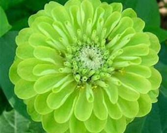 Green Envy Zinnia Seeds