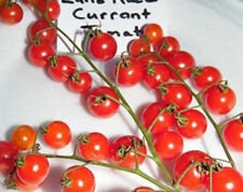 Tess's Land Race Currant Heirloom Tomato Seeds