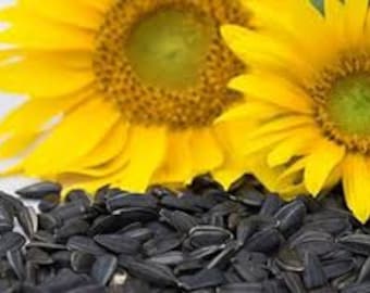 Peredovik Sunflower Seeds