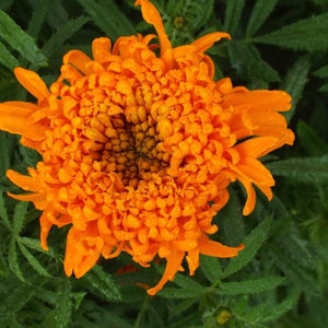 Spun Orange Marigold - (Large Fluffy Blooms)