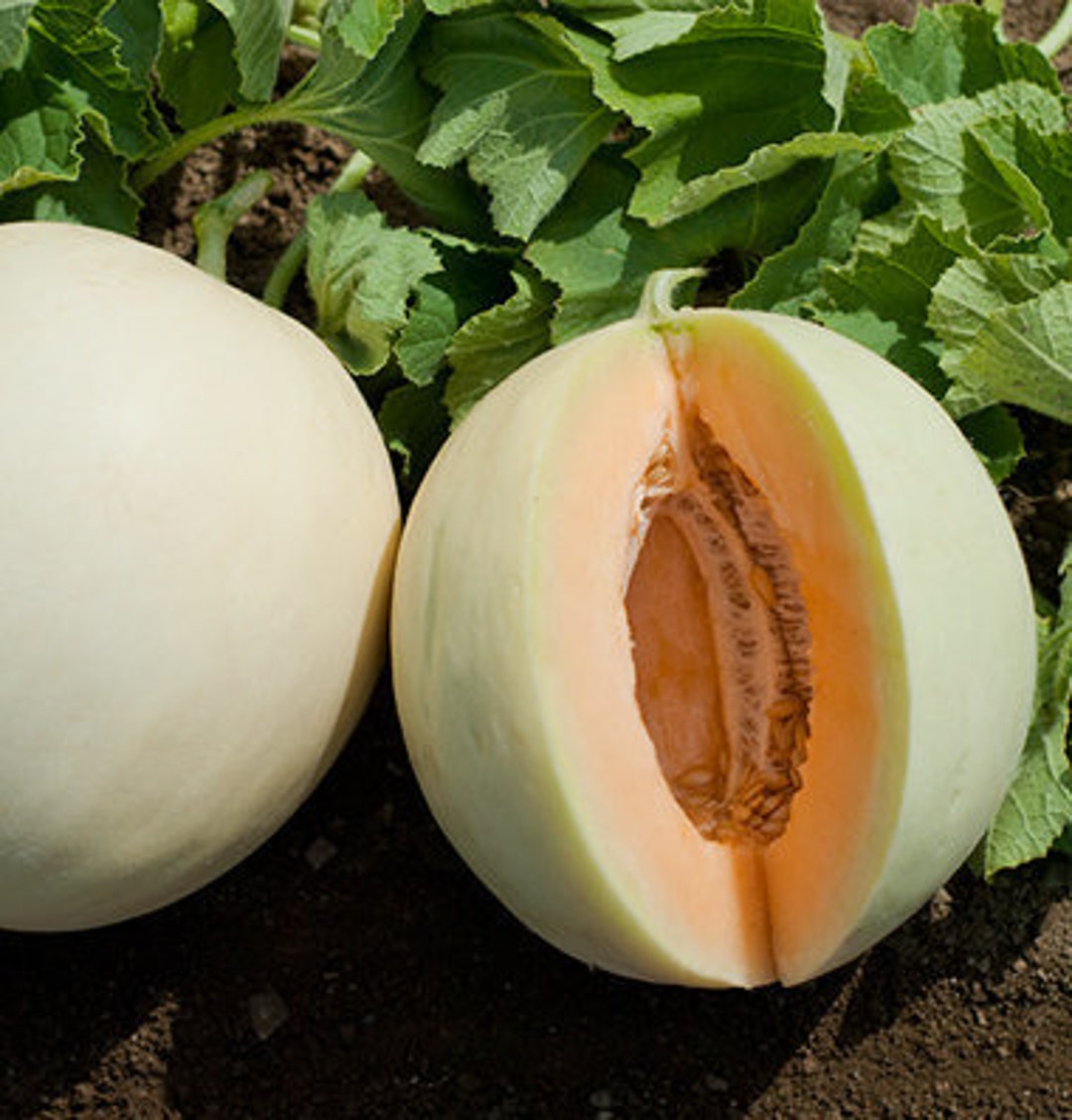 Smooth Skin Cantaloupe Etsy