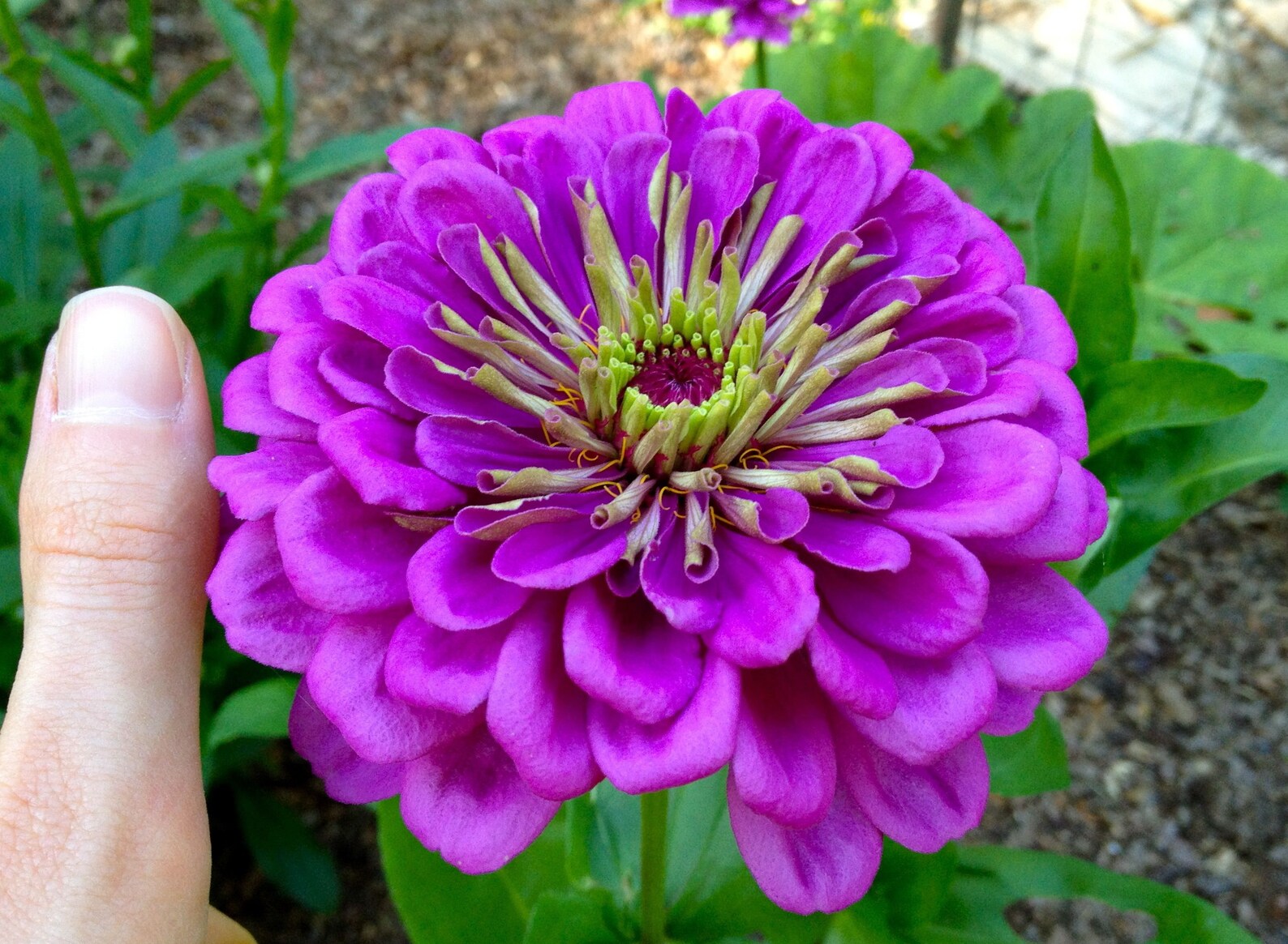 Giant Lavender Gem Zinnia Seeds Huge Beautiful Blooms Etsy