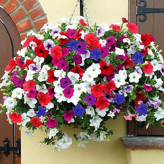 Buy Petunia Dwarf Mix 50 Seeds Online in India - Etsy Buy Petunia Dwarf Mix 50 Seeds Online in India - Etsy