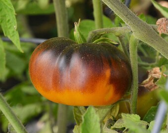 Könnte beinhalten: Nahaufnahme einer reifen Tomate an der Rebe. Die Tomate hat einen Farbverlauf, der von Gelb am Boden zu Orange und Braun an der Spitze übergeht. Grüne Blätter und Stängel umgeben die Tomate, was auf eine Gartenumgebung hindeutet.