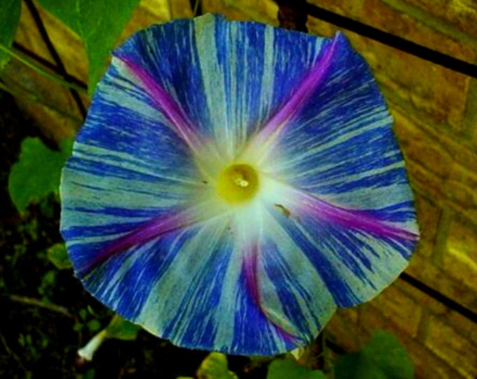 Flying Saucer Morning Glory Vine Seeds Etsy