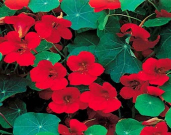 Empress Of India Nasturtium Seeds