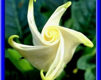 Double White w/ Yellow Edge Devil Trumpet